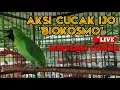 Download Lagu Lomba Burung Cucak Ijo Juara