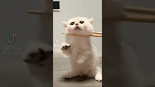 سطوحى ده بيبى 