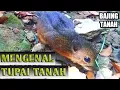 Lagu MENGENAL TUPAI TANAH / BAJING TANAH 🐿️