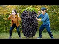 Download Lagu Harvesting Giant Wild Grapes by Stream, Peeling \u0026 Seed | Brewing Fine Wine from Nature