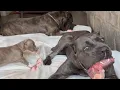 What I FEED my CANE CORSO Pack PITBULL mix