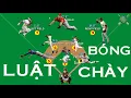 Download Lagu Luật Bóng Chày Cơ Bản trong 9 phút (Shurikenger ver.)