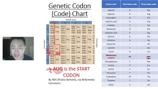 Solving Transcription Translation Replication Problem Walk-through Thorough