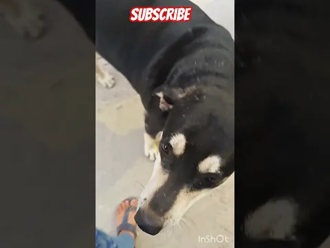 Chipku kutta 🐶❤️😂 #funnydogvideo #doglover #viral
