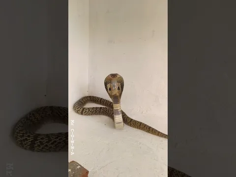 Cobra நல்ல பாம்பு| snake rescued in Puducherry| snake catcher poviarasan| MR COBRA
