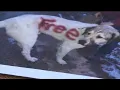 Broadwater County Sheriff s Office investigates after dog is found spray painted