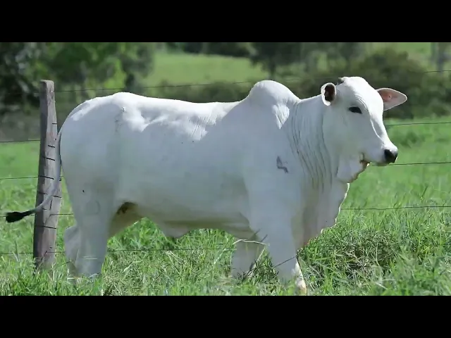 Novilha Nelore NBEM - 430