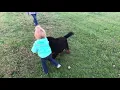 LUNA Adult Bernedoodle