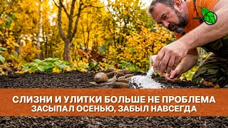 🚨 ОНИ УЖЕ ОТЛОЖИЛИ МИЛЛИОНЫ ЯИЦ! Если не сделать ЭТО осенью, весной улитки сожрут ВСЁ!