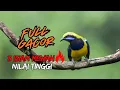 Download Lagu MASTERAN TERBAIK‼️ 3 TEMBAKAN KASAR CUCAK CUNGKOK PALING GACOR 2025 🔥