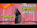 Download Lagu HITUNGAN DETIK KONIN PASTI NYAUT \u0026 GACOR, Pancingan Kolibri Ninja Bahan
