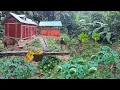 Leaving the city for the forest: Reclaiming land, building houses, growing organic vegetables