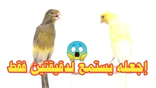 كناريك سيغرد في دقائق وان كان لا يغرد كناري وتحفيز خرافي 