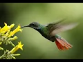Download Lagu Kolibris in Costa Rica - Humming Birds