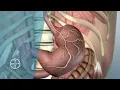 How does the Stomach Function How Digestion Really Works Bayer