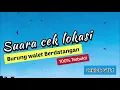 Download Lagu Suara ceklok burung walet terbaik | banyak dicari