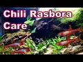 A Tiny Little MUST Have Fish Chili Rasbora Care and Breeding
