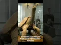 Download Lagu World Lonelist Animal | Lonesome George