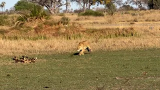 Lioness finds wild dogs sleeping