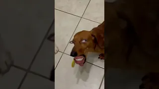 تجربة الليمون فيديو مضحك    ام سيف ونانو دندنها