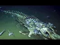 Download Lagu Top 10 Disturbing Creatures Recently Found in the Indian Ocean