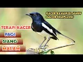 Download Lagu TERAPI KACER GACOR ISIAN PAGI HARI ATASI KACER MACET BUNYI LANGSUNG NYAUT BUKOR EMOZI