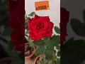 Download Lagu RED ROSES | My Garden🥳 #easygardening #redrose #viral #shorts