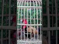 DARI JOGJA!!! AYAM BEKISAR BERBUNYI