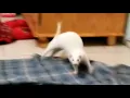 Opal s Weasel War Dance