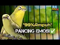 Lagu CIAK CIAK JOSS KECIAL KUNING AMPUH||PANCINGAN KECIAL MALAS BUNYI||