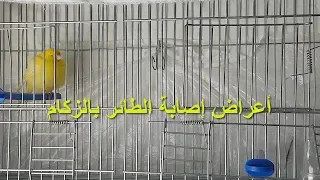 مرض الزكام عند طائر الكناري أسبابه أعراضه و كيفية علاجه دندنها