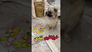 ببینید شکلات ها رو کجا برده Pets Funny Shorts 