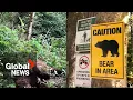 Download Lagu BC island's lone grizzly bear found dead after being shot by local resident
