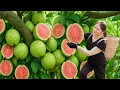 Download Lagu Harvesting Sweet Pink Guava To Sell | Making Pink Guava Juice \u0026 Jam – All Gone in Minutes!