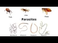 Download Lagu Understanding Parasite Infections  Causes, Symptoms, Treatment, and Prevention