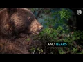 Breathtaking Photography From Oregon s Trail Cameras