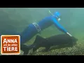 Download Lagu Störfall an der Donau | Reportage für Kinder | Anna und die wilden Tiere