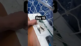 Day 15 sailing from Oregon to Hawaii