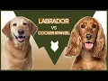 LABRADOR VS COCKER SPANIEL