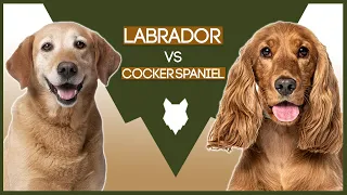 LABRADOR VS COCKER SPANIEL