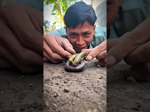 Tarzan isn't sly, He placed cute twin millipedes to wake up the African giant millipede king