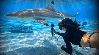 Chasing Sharks in Bora Bora