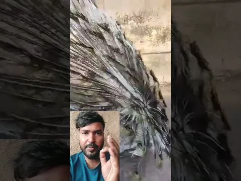 इस मोर को देखने वाले की इच्छा पूरी होती है #youtubeshorts