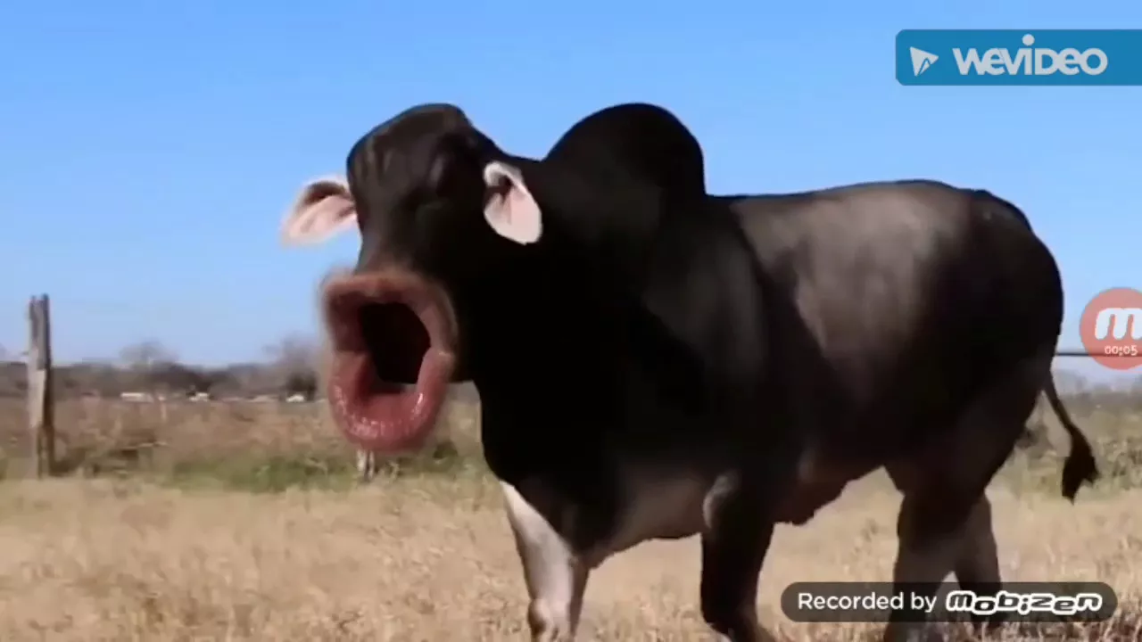 MOO-Markiplier (clean)