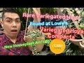 New Plant Arrivals February 2026 The Rare Hoya Find You Won t Believe at Lowe s Big Box Shopping