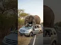 Download Lagu Terrifying Elephant Attack on Safari