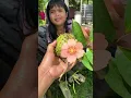 Download Lagu Daun ubi tumbuk memang sedap