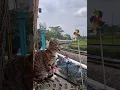 Lagu kucing kaget di klakson kereta api   #keretaapi #keretaapiindonesi #railfans #kucing  #kucinglucu