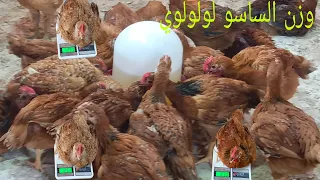 ياحلاوه الساسو ووزن الساسو وكانت المفاجآه غير متوقعه الحمدلله على كرمك يارب 