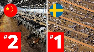 Download LARGEST Cattle Farms Around The World RANKED! MP3